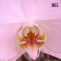Phalaenopsis sp., Phalaenopsis Orchid, Moth Orchid