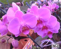 Phalaenopsis sp., Phalaenopsis Orchid, Moth Orchid