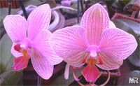 Phalaenopsis sp., Phalaenopsis Orchid, Moth Orchid