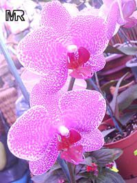 Phalaenopsis sp., Phalaenopsis Orchid, Moth Orchid