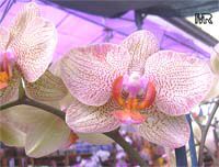 Phalaenopsis sp., Phalaenopsis Orchid, Moth Orchid