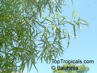 Brachychiton rupestris, Queensland Bottle Tree Brachychiton rupestris, Queensland Bottle Tree