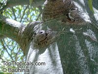 Brachychiton rupestris, Queensland Bottle Tree Brachychiton rupestris, Queensland Bottle Tree