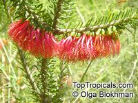 Calothamnus quadrifidus, Common Net Bush, One-sided Bottlebrush