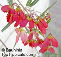 Heteropterys (Heteropteris) angustifolia, Mariposa, Red Wing