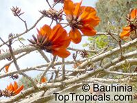 Erythrina caffra, Erythrina constantiana, Erythrina insignis, South African Coral tree, Kaffirboom Erythrina caffra, Erythrina constantiana, Erythrina insignis, South African Coral tree, Kaffirboom