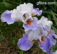 Iris ( Bearded Hybrids ), Bearded Iris Iris ( Bearded Hybrids ), Bearded Iris