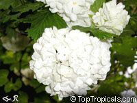 Viburnum sp., Viburnum
