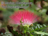 Calliandra surinamensis, Surinam Powder Puff, Pink Powder Puff, Surinamese Stickpea, Officiers-kwast