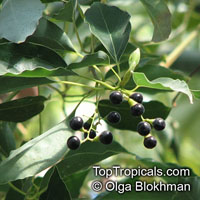 Cinnamomum camphora, Camphor Tree, Camphor Laurel