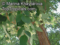 Dalbergia cochinchinensis, Dalbergia cambodiana, Thailand Rosewood