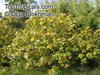 Dombeya burgessiae , Pink Wild Pear, Pink Dombeya