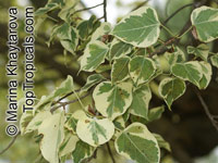 Ficus sp., Ficus