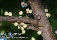 Ficus superba, Sea Fig