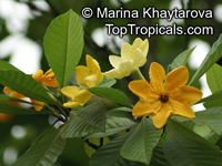 Gardenia carinata, Gardenia coronaria, Golden Gardenia, Malaysian Tree Gardenia