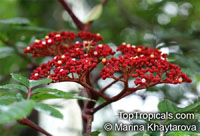 Leea rubra, Leea brunoniana, Leea linearifolia, Leea polyphylla, Red Leea