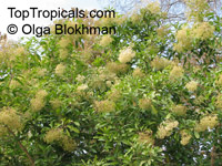 Nuxia floribunda, Forest Elder, Forest Nuxia, Wild Elder