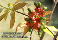 Ochna integerrima, Vietnamese Mickey Mouse Plant, Hoa Mai, Hoang Mai