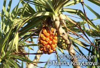 Pandanus tectorius, Pandanus spiralis, Screw Pine, Screw Palm