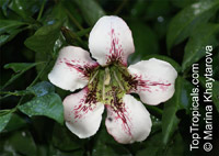 Randia maculata, Randia longiflora, Rothmannia longiflora, Terompet Gading