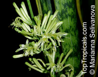 Sansevieria trifasciata, Birds Nest Sanseviera, Mother in Law Tong