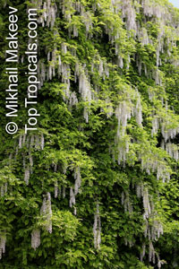Wisteria sp.