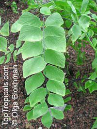 Adiantum peruvianum, Silver Dollar
