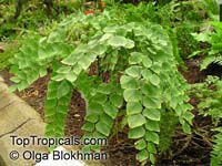 Adiantum peruvianum, Silver Dollar