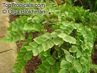 Adiantum peruvianum, Silver Dollar