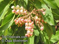 Arbutus sp., Strawberry Tree, Madrone Arbutus sp., Strawberry Tree, Madrone