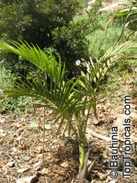 Archontophoenix cunninghamiana, Bangalow Palm, Seaforthia Palm Archontophoenix cunninghamiana, Bangalow Palm, Seaforthia Palm