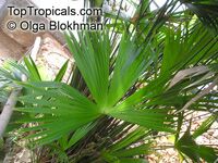 Carludovica sp., Carludovica palm, Jungle drum