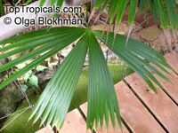 Carludovica sp., Carludovica palm, Jungle drum