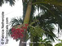 Carpentaria acuminata, Carpentaria Palm