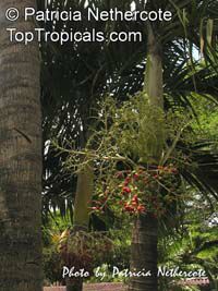 Carpentaria acuminata, Carpentaria Palm