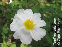 Cistus salviifolius ( salvifolius ), Sageleaf Rockrose, Salvia Cistus