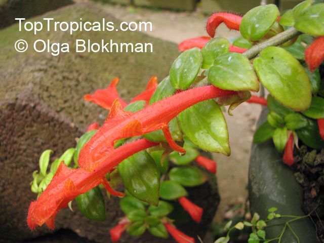 columnea goldfish plant. Columnea sp., Flying Goldfish Plant - TopTropicals.com, rare plants for home