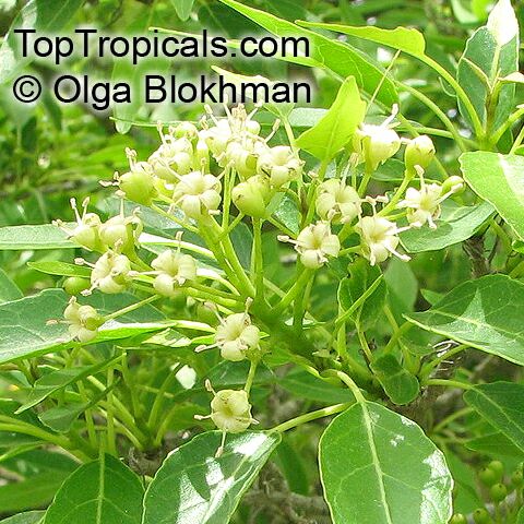 Cordia caffra Septee Saucerberry TopTropicalscom