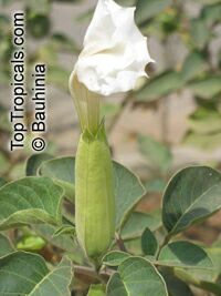 Datura innoxia, Datura meteloides