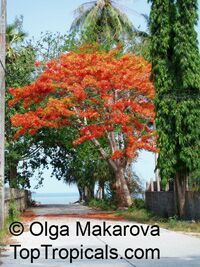 Delonix regia, Poinciana regia, Flame tree, Flamboyant, Royal poinciana, Gul Mohr, Peacock Flower Delonix regia, Poinciana regia, Flame tree, Flamboyant, Royal poinciana, Gul Mohr, Peacock Flower