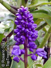 Dichorisandra thyrsiflora, Blue Ginger, Brazilian Ginger
