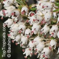 Erica arborea, Tree Heath, Bruyere Erica arborea, Tree Heath, Bruyere