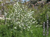 Exochorda sp., Pearl Bush