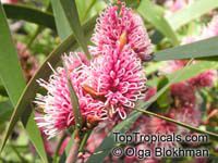 Hakea multilineata
