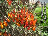 Lotus berthelotii , Coral Gem, Pelican Beak, Parrot Beak 