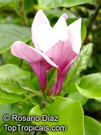Magnolia sp., Magnolia hybrid