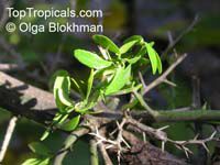 Microcitrus australasica, Finger Lime
