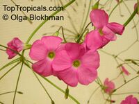 Oxalis sp., Shamrock, Wood Sorrel
