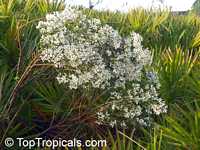 Baccharis halimifolia Baccharis halimifolia