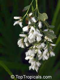 Baccharis halimifolia Baccharis halimifolia